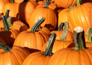 This month, locals and visitors can celebrate the season at colorful pumpkin patches and lively events with games, bounce houses, petting zoos, and live music.