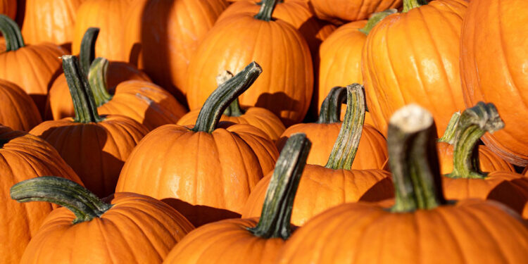 This month, locals and visitors can celebrate the season at colorful pumpkin patches and lively events with games, bounce houses, petting zoos, and live music.