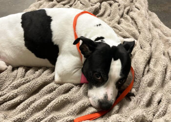 Florida man charged with felonies for throwing protective pit bull off balcony while luring teen girl, deputies say. (Credit: Pinellas County Sheriff's Office)