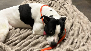 Florida man charged with felonies for throwing protective pit bull off balcony while luring teen girl, deputies say. (Credit: Pinellas County Sheriff's Office)