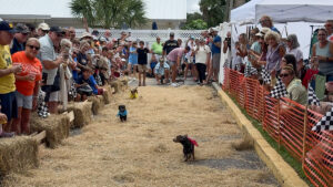 An annual event at the Pareidolia Brewing Company featured speedy dachshunds across a hay-strewn track has netted $1,836 for HALO No Kill Shelter.