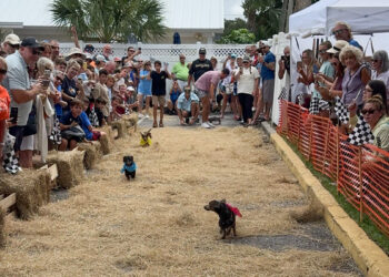 An annual event at the Pareidolia Brewing Company featured speedy dachshunds across a hay-strewn track has netted $1,836 for HALO No Kill Shelter.