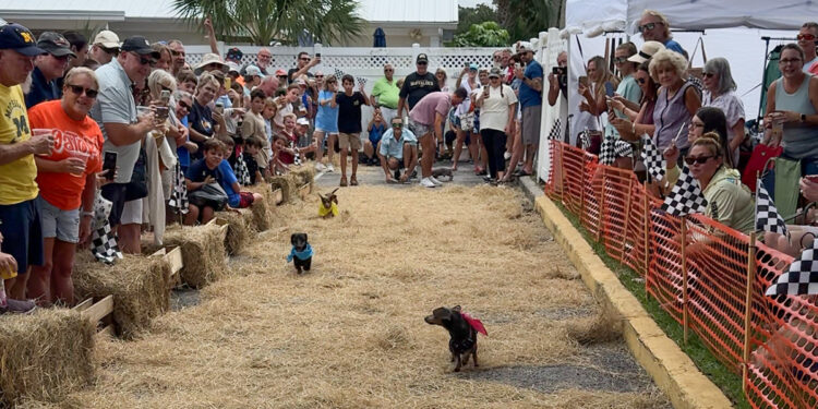 An annual event at the Pareidolia Brewing Company featured speedy dachshunds across a hay-strewn track has netted $1,836 for HALO No Kill Shelter.