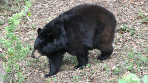 A Florida black bear (Credit: FWC)