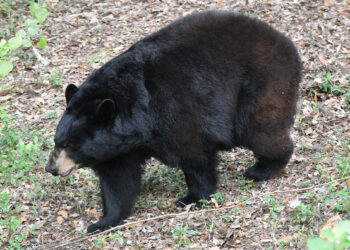A Florida black bear (Credit: FWC)