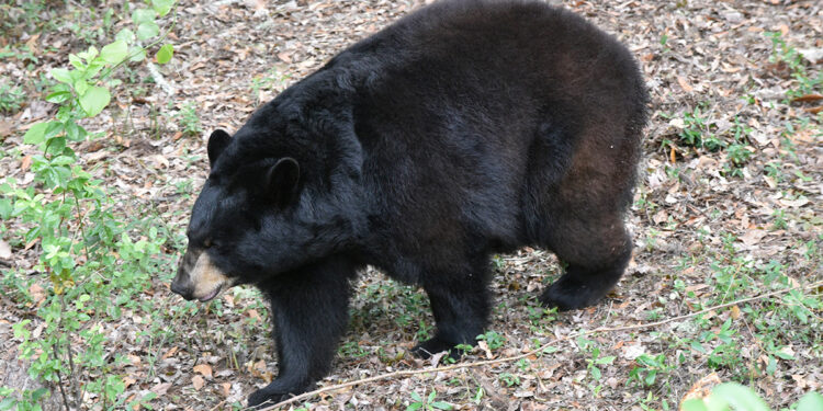 A Florida black bear (Credit: FWC)
