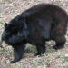 A Florida black bear (Credit: FWC)