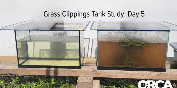 Grass clippings during 2025 study (Credit: ORCA)