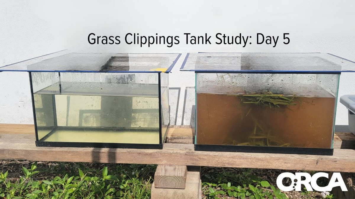 Florida study blames grass clippings for fueling algae in Indian River Lagoon