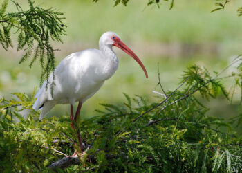 Indian River Lagoon (SFWMD)
