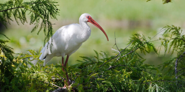 Indian River Lagoon (SFWMD)