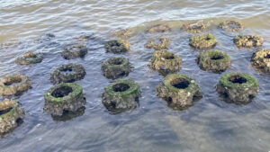 Oyster reef balls at Riverview Park in Sebastian, Florida (ORCA)