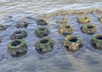 Oyster reef balls at Riverview Park in Sebastian, Florida (ORCA)