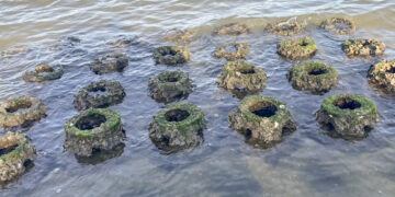 Oyster reef balls at Riverview Park in Sebastian, Florida (ORCA)