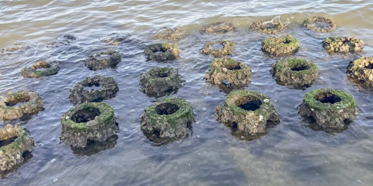 Oyster reef balls at Riverview Park in Sebastian, Florida (ORCA)