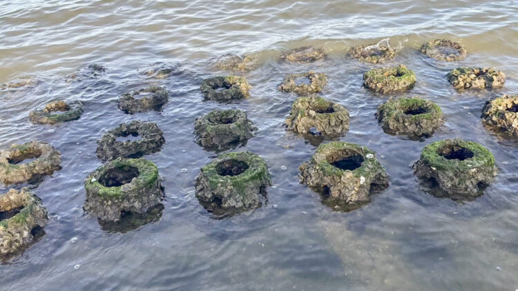 Oyster reef balls at Riverview Park in Sebastian, Florida (ORCA)
