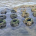 Oyster reef balls at Riverview Park in Sebastian, Florida (ORCA)