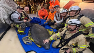 A manatee was rescued after getting trapped in a storm drain (Brevard County Fire Rescue)