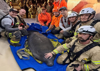 A manatee was rescued after getting trapped in a storm drain (Brevard County Fire Rescue)