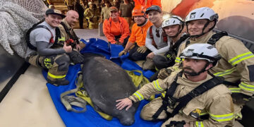 A manatee was rescued after getting trapped in a storm drain (Brevard County Fire Rescue)