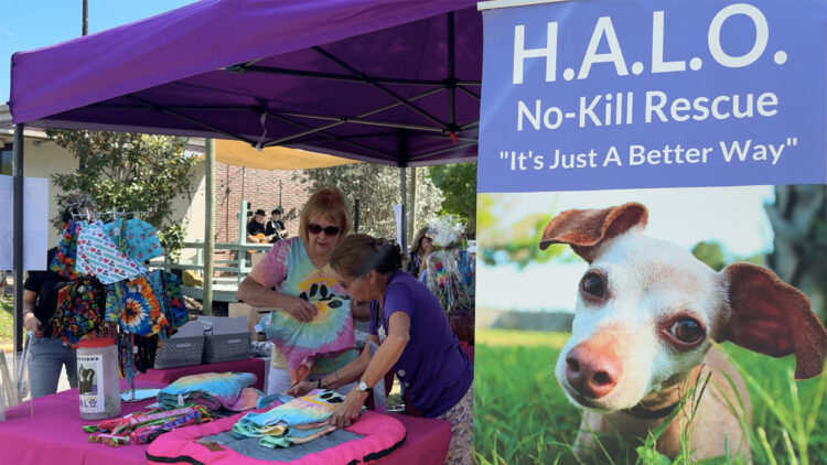H.A.L.O. No-Kill Rescue’s annual Woofstock fundraiser