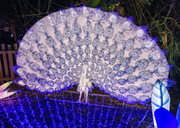 Illumi-Nature at Brevard Zoo