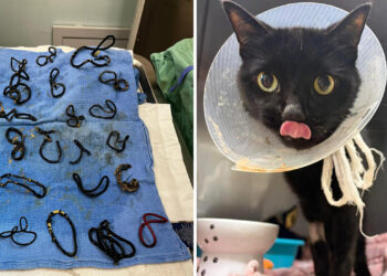 HALO No Kill Rescue Shelter