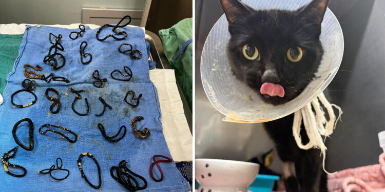 HALO No Kill Rescue Shelter