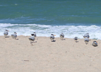Shorebirds at the Sebastian Inlet (Sebastian Daily)