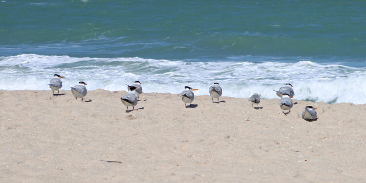 Shorebirds at the Sebastian Inlet (Sebastian Daily)