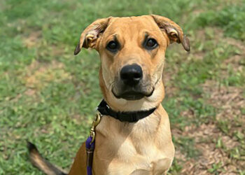Humane Society of Vero Beach and Indian River County
