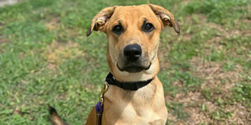 Humane Society of Vero Beach and Indian River County