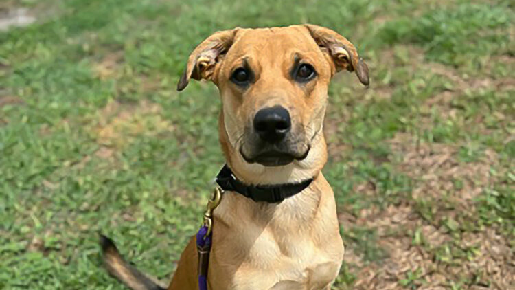 Humane Society of Vero Beach and Indian River County