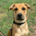 Humane Society of Vero Beach and Indian River County