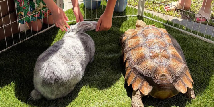 Afternoon in the Agrihood farmers market (Spirit of Sebastian)
