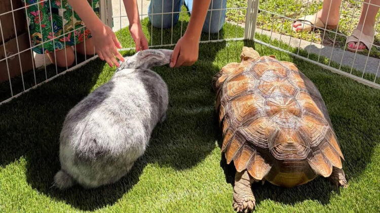 Afternoon in the Agrihood farmers market (Spirit of Sebastian)