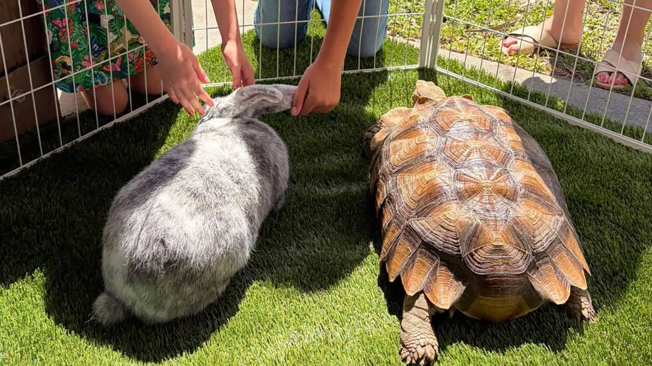 Petting zoo, live music highlight final Agrihood farmers market in Sebastian