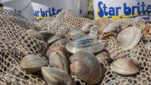 Clean Water Collective