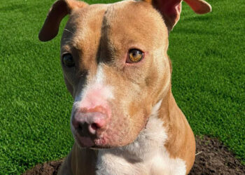 Kaliente is the HALO No-Kill Shelter in Sebastian, Florida