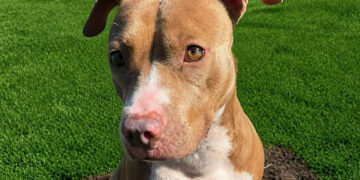 Kaliente is the HALO No-Kill Shelter in Sebastian, Florida