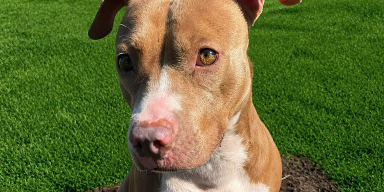 Kaliente is the HALO No-Kill Shelter in Sebastian, Florida