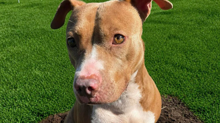 Kaliente is the HALO No-Kill Shelter in Sebastian, Florida