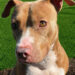 Kaliente is the HALO No-Kill Shelter in Sebastian, Florida