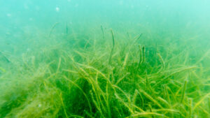 Seagrass in the Indian River Lagoon (St. Johns River Water Management District)