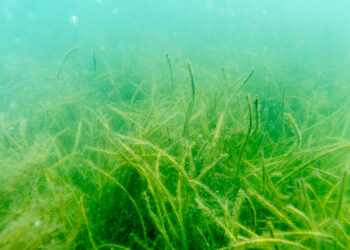Seagrass in the Indian River Lagoon (St. Johns River Water Management District)
