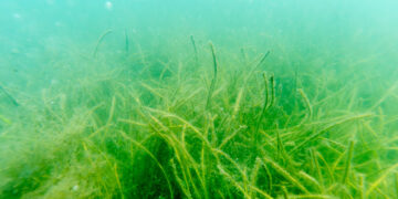 Seagrass in the Indian River Lagoon (St. Johns River Water Management District)