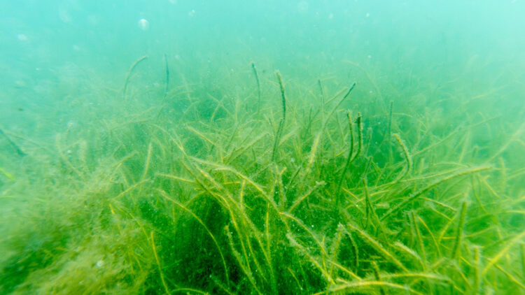 Seagrass in the Indian River Lagoon (St. Johns River Water Management District)