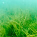 Seagrass in the Indian River Lagoon (St. Johns River Water Management District)