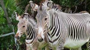 Free child admission for Florida residents (Brevard Zoo)