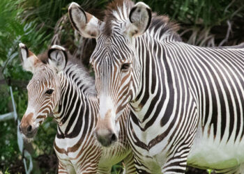 Free child admission for Florida residents (Brevard Zoo)
